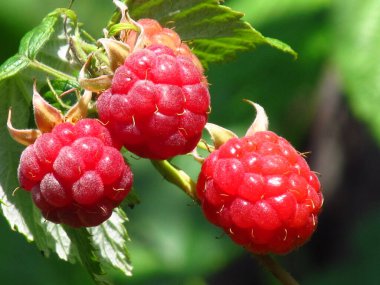 Ukrayna 'nın meyve bahçeleri. Ahududu topluyorum. Böğürtlen sezonu Berry Yazı.