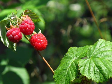 Ukrayna 'nın meyve bahçeleri. Ahududu topluyorum. Böğürtlen sezonu Berry Yazı.