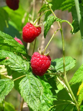 Ukrayna 'nın meyve bahçeleri. Ahududu topluyorum. Böğürtlen sezonu Berry Yazı.