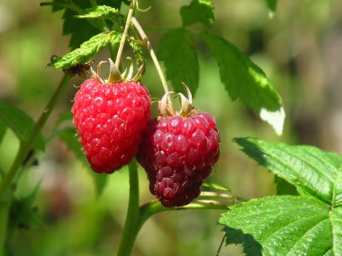 Ukrayna 'nın meyve bahçeleri. Ahududu topluyorum. Böğürtlen sezonu Berry Yazı.