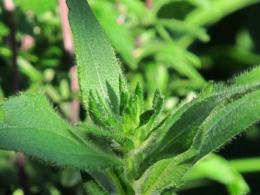 Ukrayna tarlaları ve bahçeleri. Ukrayna 'nın parlak renkleri. Ukrayna yazı. Agroprom 'da. Ukrayna 'da çiçek ve bitki yetiştirme.