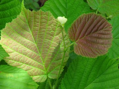 Ukrayna tarlaları ve bahçeleri. Ukrayna 'nın parlak renkleri. Ukrayna yazı. Agroprom 'da. Ukrayna 'da çiçek ve bitki yetiştirme.