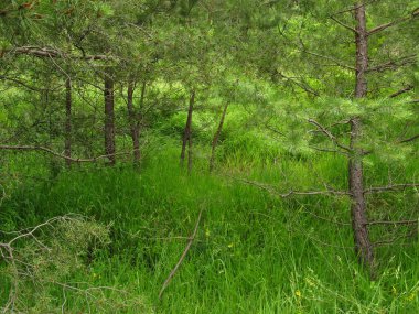 Ukrayna 'nın vahşi doğası. Kozalaklı orman. Telefon ve tabletler için doğayla iç içe geçmiş.
