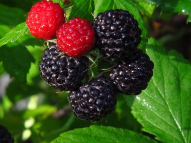 Siyah ahududu. Ukrayna ahududu. Siyah ahududu. Ukrayna meyve bahçesi.