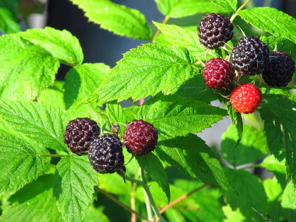 Black Raspberry Berries Ukrainian Raspberry Black Raspberry Ukrainian Fruit Garden — Stock Photo, Image