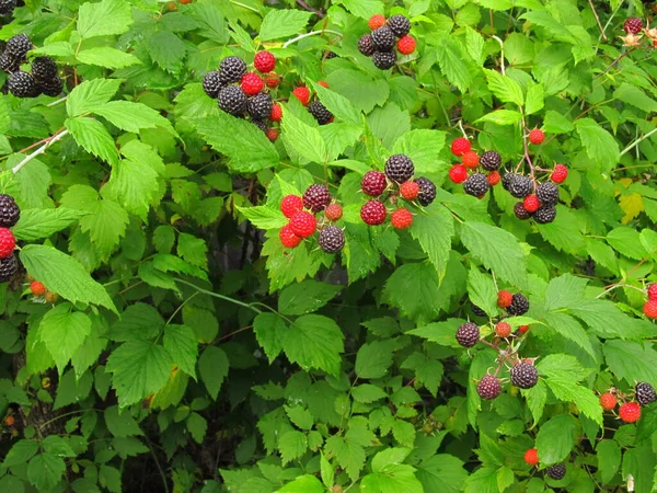 Schwarze Himbeeren Ukrainische Himbeere Schwarze Himbeere Ukrainischer Obstgarten — Stockfoto