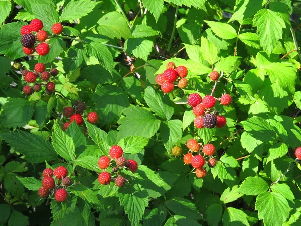 Black Raspberry Berries Ukrainian Raspberry Black Raspberry Ukrainian Fruit Garden Royalty Free Stock Photos