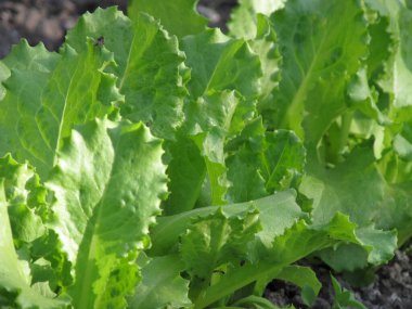 Ukrayna topraklarında sebze yetiştirme. Sebze salatası. Ukrayna tarım endüstrisi.