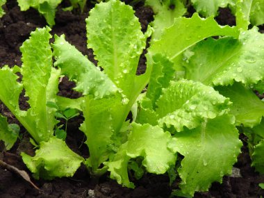 Ukrayna topraklarında sebze yetiştirme. Sebze salatası. Ukrayna tarım endüstrisi.