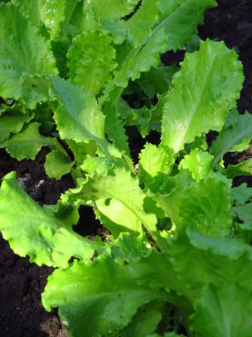 Ukrayna topraklarında sebze yetiştirme. Sebze salatası. Ukrayna tarım endüstrisi.