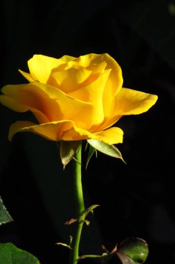 Ukrayna gülleri krallığında. Sarı ve turuncu güller. Telefon ve tabletler için gül arkaplanı.