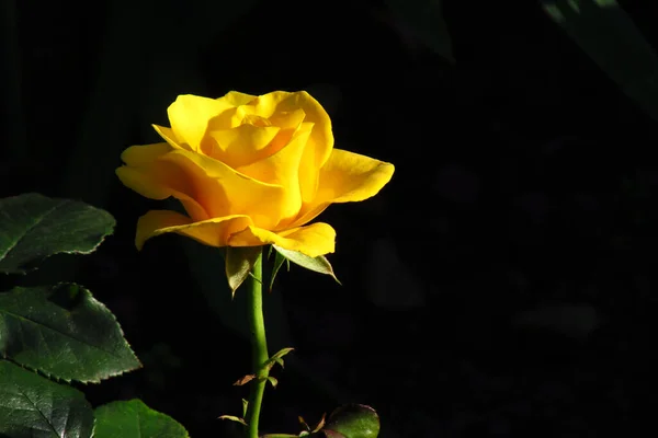 Dans Royaume Des Roses Ukrainiennes Roses Jaunes Orange Fond Avec — Photo