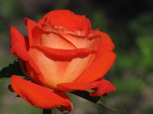 Królestwie Ukraińskich Róż Żółte Pomarańczowe Róże Tło Różami Telefonów Tabletów — Zdjęcie stockowe