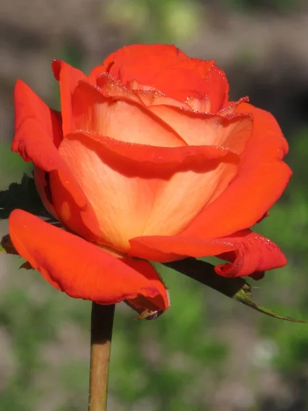 Królestwie Ukraińskich Róż Żółte Pomarańczowe Róże Tło Różami Telefonów Tabletów — Zdjęcie stockowe