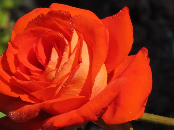Царстве Украинских Роз Желтые Оранжевые Розы Фон Розами Телефонов Планшетов — стоковое фото