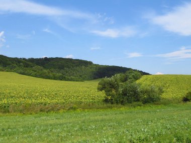 Mavi Ukrayna gökyüzünün altında. Kırsal yollar. Gelecekte hasat yapılacak tarlalar. Güneşli bir manzara. Tarım. Parlak renkler. Güneşli bir gün. Hasat zamanı. Ukrayna 'nın Tarlaları' nda. Telefon ve tabletler için arka plan. Brzezani bölgesinde tarım.