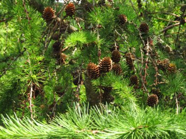 Telefon ve tabletler için kozalaklı orman ormanı olan bir arka plan. Kozalaklı orman. Ukrayna 'nın Doğası.
