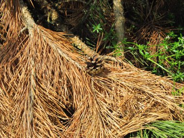 Telefon ve tabletler için kozalaklı orman ormanı olan bir arka plan. Kozalaklı orman. Ukrayna 'nın Doğası.