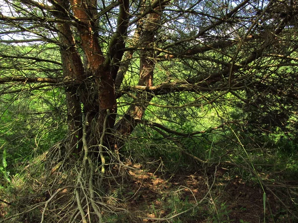 携帯電話やタブレット用の森林を統合した背景 統一された森 ウクライナの自然 — ストック写真