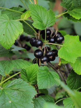 Böğürtlen gezegeni. Siyah, kırmızı ve beyaz üzümlü. Ukrayna çileği. Renkli frenk üzümlü arka plan. Kır bahçesinden yiyecek ve içecekler..
