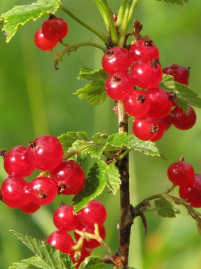 Böğürtlen gezegeni. Siyah, kırmızı ve beyaz üzümlü. Ukrayna çileği. Renkli frenk üzümlü arka plan. Kır bahçesinden yiyecek ve içecekler..