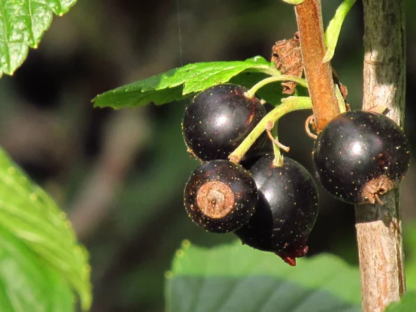 Berry Planet Beeren Von Schwarzen Roten Und Weißen Johannisbeeren Ukrainische — Stockfoto