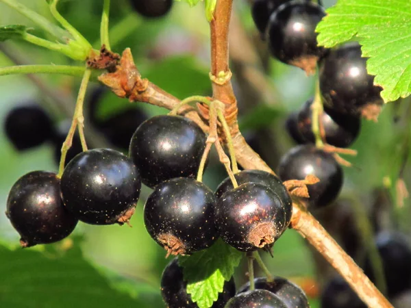Planeta Berry Bagas Groselhas Pretas Vermelhas Brancas Bagas Ucranianas Fundo — Fotografia de Stock