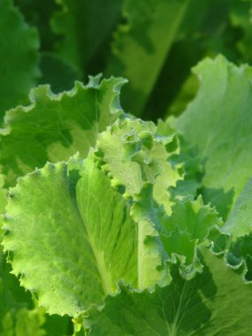 Bitkisel yemek. Yeşil salata. Vejetaryenler için yemek. Ukrayna topraklarından yiyecek.