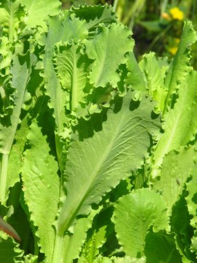 Bitkisel yemek. Yeşil salata. Vejetaryenler için yemek. Ukrayna topraklarından yiyecek. Ukrayna 'da sebze yetiştiriyor. Sebze salatası. Ukrayna 'nın tarım endüstrisi.