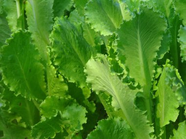 Bitkisel yemek. Yeşil salata. Vejetaryenler için yemek. Ukrayna topraklarından yiyecek.