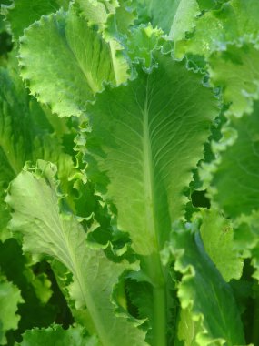 Bitkisel yemek. Yeşil salata. Vejetaryenler için yemek. Ukrayna topraklarından yiyecek. Ukrayna 'da sebze yetiştiriyor. Sebze salatası. Ukrayna 'nın tarım endüstrisi.