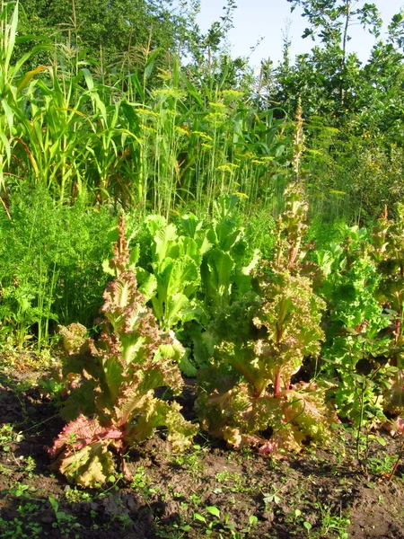 Nourriture Aux Herbes Salade Verte Nourriture Pour Végétaliens Nourriture Des — Photo