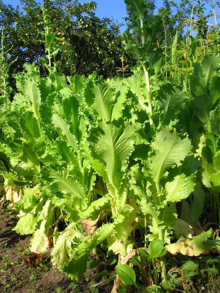 Herbal Food Green Salad Food Vegans Food Ukrainian Fields Growing — Stock Photo, Image