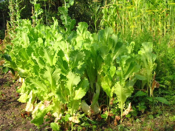 Gyógynövényes Étel Zöld Saláta Vegetáriánus Kaja Étel Ukrán Mezőkről Zöldségeket — Stock Fotó