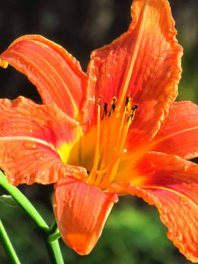 Renkli zambak ailesi. Ukrayna çiçek bahçesi. Telefon ve tabletler için zambaklı arka plan.