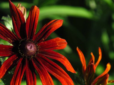 Rudbeckia çiçekleri. Ukrayna 'nın çiçekleri. Bitkiler ve çiçekler krallığında. Telefon ve tabletler için rudbeckia ile arka plan.