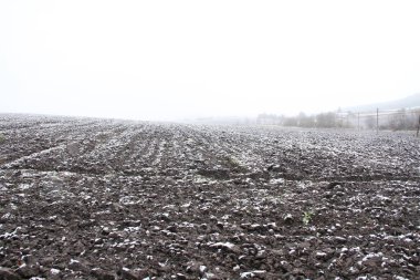 Kışın doğa. 2023 Ukrayna kışı. Telefon ve tabletler için kış arkaplanı. Berezhan bölgesinin kış doğası. Berezhansky karlı ormanı. Verbiv köyünün yakınlarında..