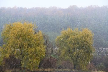 Kışın doğa. 2023 Ukrayna kışı. Telefon ve tabletler için kış arkaplanı. Berezhan bölgesinin kış doğası. Berezhansky karlı ormanı. Verbiv köyünün yakınlarında..