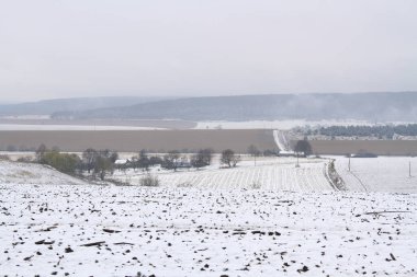 Kışın doğa. 2023 Ukrayna kışı. Telefon ve tabletler için kış arkaplanı. Berezhan bölgesinin kış doğası. Berezhansky karlı ormanı. Verbiv köyünün yakınlarında..