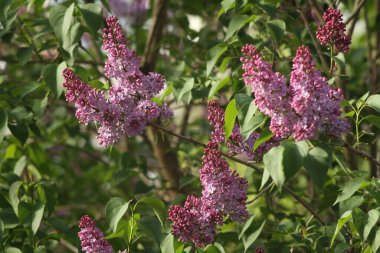 Bahar leylağı. Telefonlar ve tabletler için mor eflatun arka plan. Bahar Ukrayna Bahçesi. Parlak güneşli bir gün. Gelişmiş Ukraynaca.
