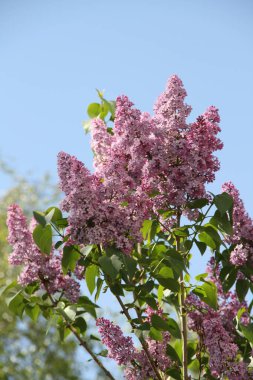 Bahar leylağı. Telefonlar ve tabletler için mor eflatun arka plan. Bahar Ukrayna Bahçesi. Parlak güneşli bir gün. Gelişmiş Ukraynaca.
