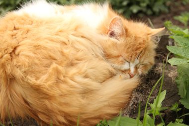 Evcil kediler. Telefon ve tabletler için kedilerle arka plan.