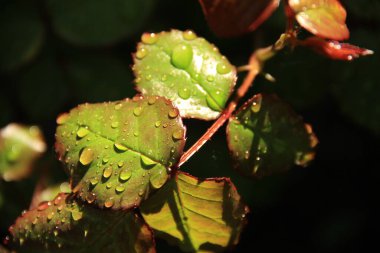 Güneşe çiy damlaları düşer. Sabah çiği. Telefon ve tabletler için doğa arkaplanı.