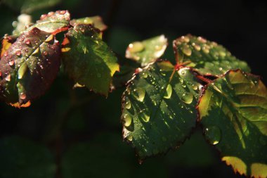 Güneşe çiy damlaları düşer. Sabah çiği. Telefon ve tabletler için doğa arkaplanı.