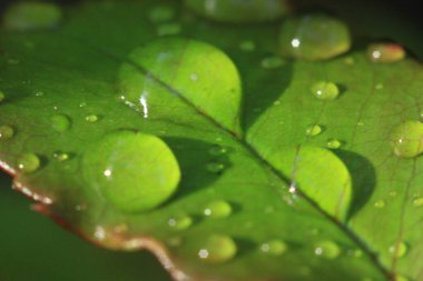 Güneşe çiy damlaları düşer. Sabah çiği. Telefon ve tabletler için doğa arkaplanı.
