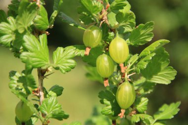 Ukrayna meyve bahçesi. Bektaşi üzümü meyveleri. Ukrayna çileği. Telefon ve tabletler için doğa arkaplanı.