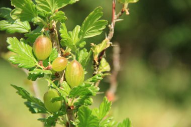 Ukrayna meyve bahçesi. Bektaşi üzümü meyveleri. Ukrayna çileği. Telefon ve tabletler için doğa arkaplanı.