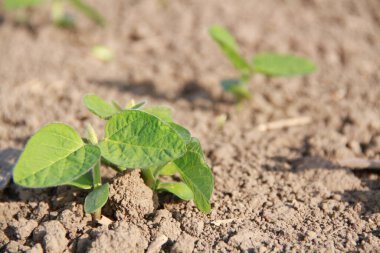 Ukrayna 'nın tarım endüstrisi. Tarım. Berezhan bölgesinde Verbiv köyü yakınlarında ekilen tarlalar.