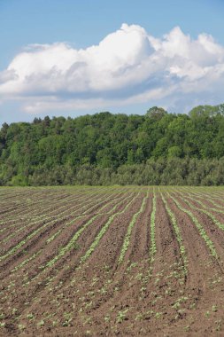 Ukrayna 'nın tarım endüstrisi. Tarım. Berezhan bölgesinde Verbiv köyü yakınlarında ekilen tarlalar.