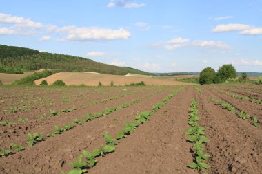 Ukrayna 'nın tarım endüstrisi. Tarım. Berezhan bölgesinde Verbiv köyü yakınlarında ekilen tarlalar.